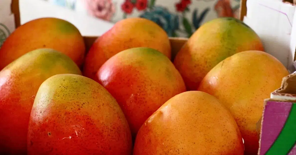 large fresh mangos in. abox